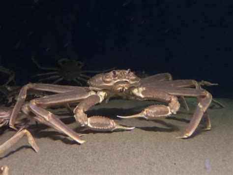 Alaska snow crab season canceled as officials investigate disappearance ...