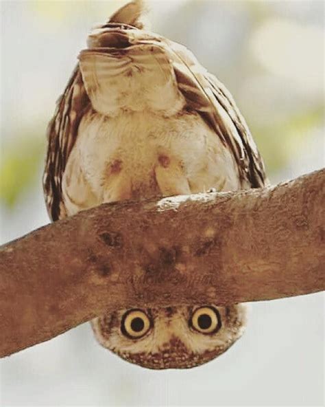 Hoo are you? | Owl, Cute animals, Beautiful owl