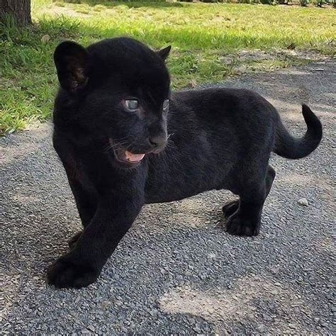 Baby black panther : r/aww