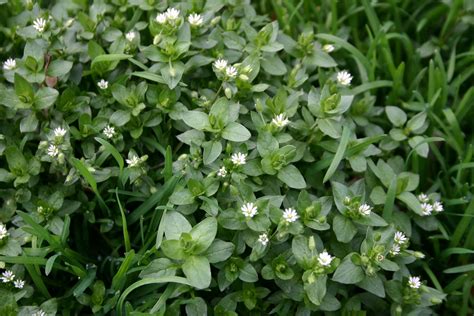 Common Lawn Weeds Chickweed