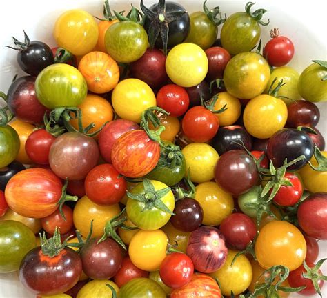 Heirloom Cherry Tomato Mix | Heirloom | Tim's Tomatoes