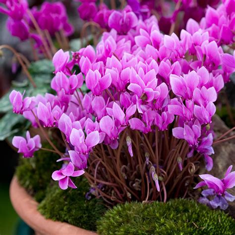 Cyclamen Hederifolium 13/1 | Mirror Garden