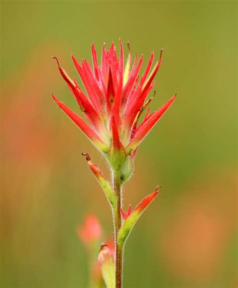 Wyoming Flower