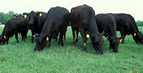 A Huge Shakeup at the American Angus Association - Northern Ag Network