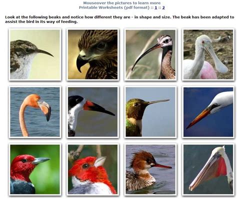 Bird Adaptations - Beaks | Animal science, Homeschool nature study ...