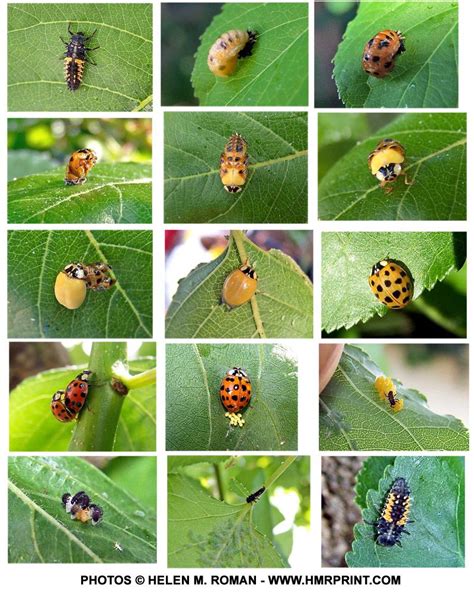 Beneficial Insects: Ladybugs | Ladybug larvae, Ladybug, Ladybug life cycle