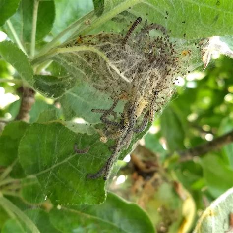 Apfelbaum Schädlinge, die Spinnweben machen: Was hilft dagegen?