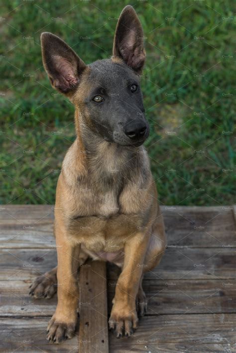 Belgian malinois puppy featuring dog, puppy, and beautiful | Animal ...