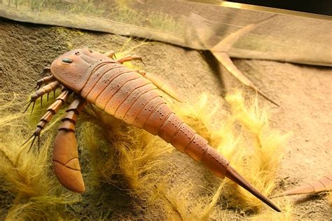 Written In Stone...seen through my lens: The Eurypterid "Eurypterus ...