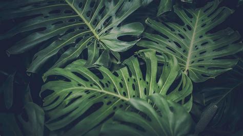 Monstera Wallpapers - Top Free Monstera Backgrounds - WallpaperAccess