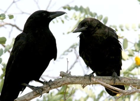 Bill Hubick Photography - American Crow (Corvus brachyrhynchos)