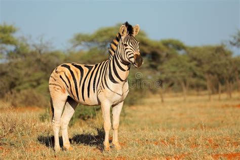 Plains Zebra in Natural Habitat Stock Image - Image of ecology, zebra ...