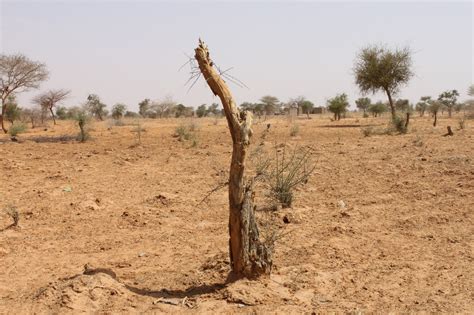 Burkina Faso : un partenariat public-privé pour contrer l’avancée du ...