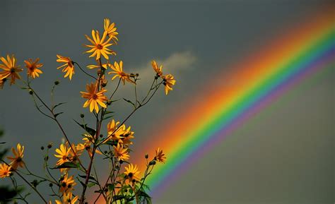 Rainbow Flowers, flower, colorful, rainbow, sky, HD wallpaper | Peakpx