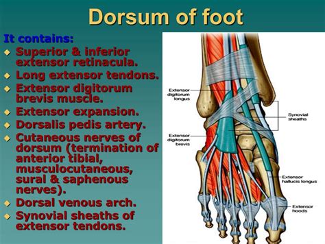 Dorsum of foot.pdf