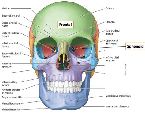 Facial Bones Anatomy - Anatomy Reading Source