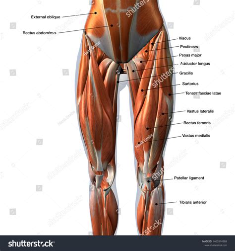 Leg And Hip Muscles Anatomy