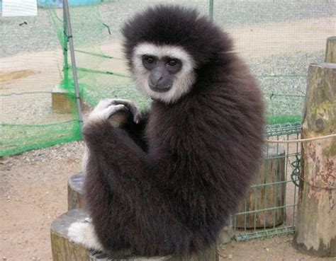 Helium-Breathing Gibbons Sing Like Human Sopranos | WIRED