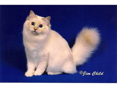 19+ Birman Cat Colors - Furry Kittens