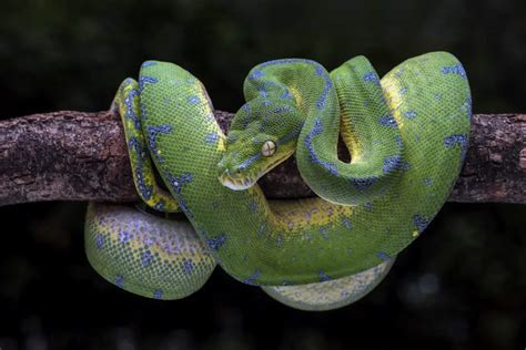 Where do Pythons live? Distribution and other facts – BALL PYTHON ...