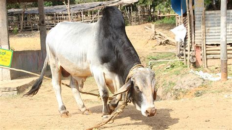 Tharparkar Cows