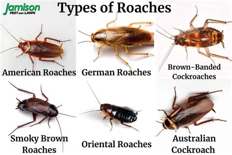 10 Types of Roaches All Homeowners Should Know About - Jamison Pest and ...