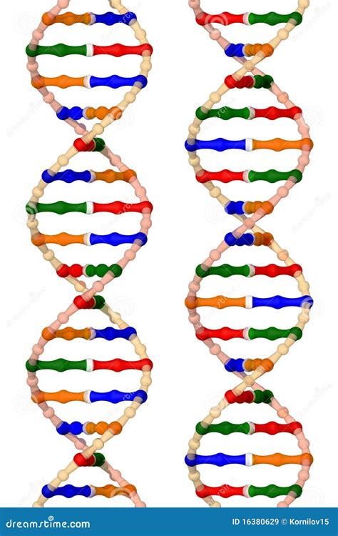 DNA Helixes (isolated On A White Background) Royalty Free Stock Images ...