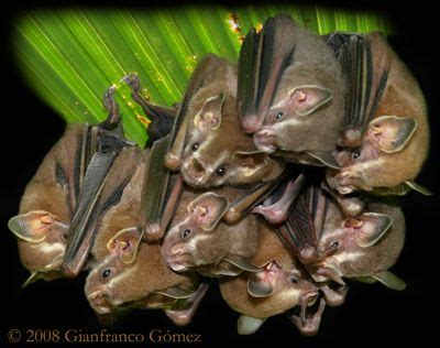 Tent Making Bats - The Night Tour - Drake Bay, Costa Rica | Bat ...