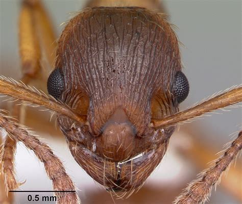 Myrmica rubra (Linnaeus)