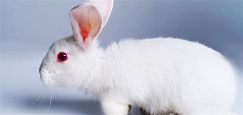 Albino Rabbit - Unveiling The Secrets Of The Completely White Bunny