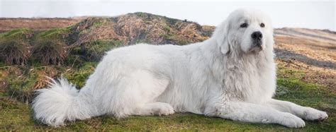 Polish Tatra Sheepdog - Temperament, Lifespan, Shedding, Puppy