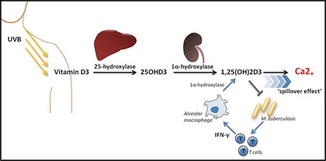 Putative mechanism of tuberculous hypercalcaemia. Vitamin D3 is derived ...