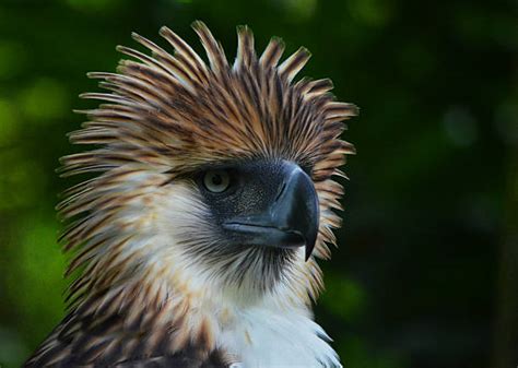 60+ Philippine Eagle Stock Photos, Pictures & Royalty-Free Images - iStock