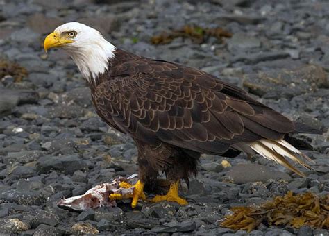 Wildlife - REDWOOD NATIONAL& STATE PARKS