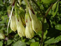 Category:Close-ups of Symphytum officinale flowers - Wikimedia Commons