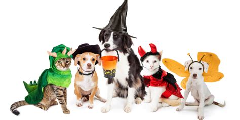 Halloween Pet Costume Safety Guide | Pet Safety Tips