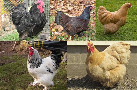 Top 5 Largest Chicken Breeds - Also Laying Largest Eggs