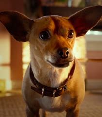 Papi Voice - Beverly Hills Chihuahua franchise | Behind The Voice Actors