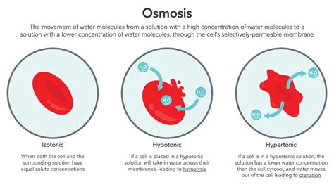 Osmosis in red blood cells science vector illustration diagram 26586296 ...