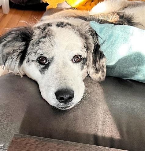 Is A Great Pyrenees Australian Shepherd Mix A Thing?