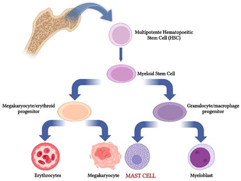 IJMS | Free Full-Text | Mast Cells and Interleukins