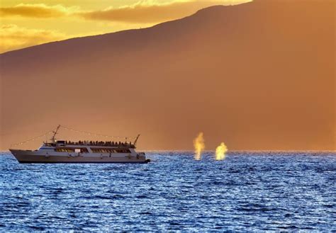 Best Time For Whale Watching In Maui (2024)