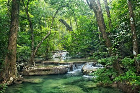 General Delk's Army | Forest photography, Erawan national park, Forest ...