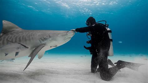 Shark attack survivor is on a mission to protect these animals: 'Fear ...