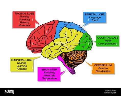 Human brain's functions Stock Photo: 144630161 - Alamy