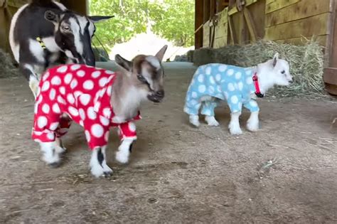 Maine Newborn Twin Goats In Pajamas Will Slay You With Cuteness