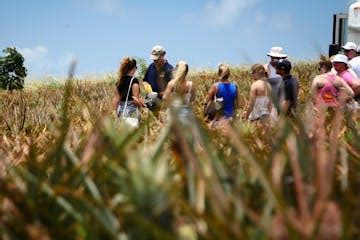 Pineapple Farm Tour in Maui, HI | Maui Pineapple Tour