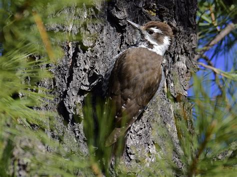 Arizona Woodpecker - eBird