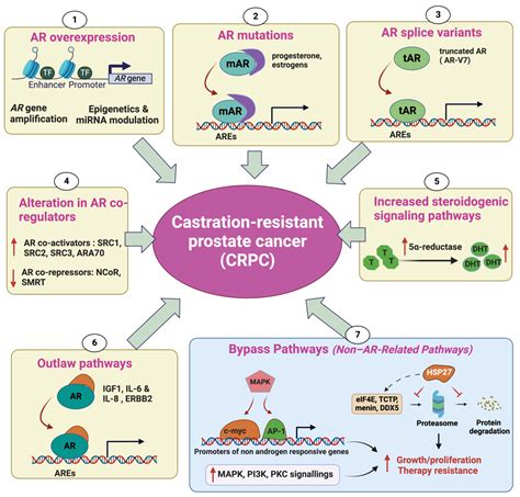 Cancers | Free Full-Text | Castration-Resistant Prostate Cancer: From ...