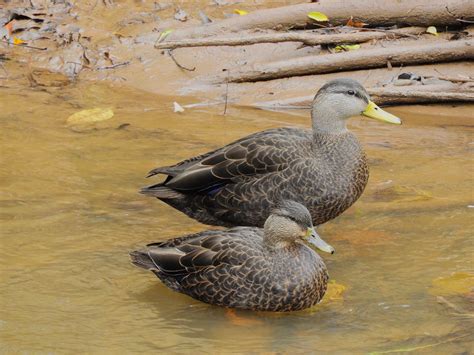 American Black Duck – My Bird of the Day